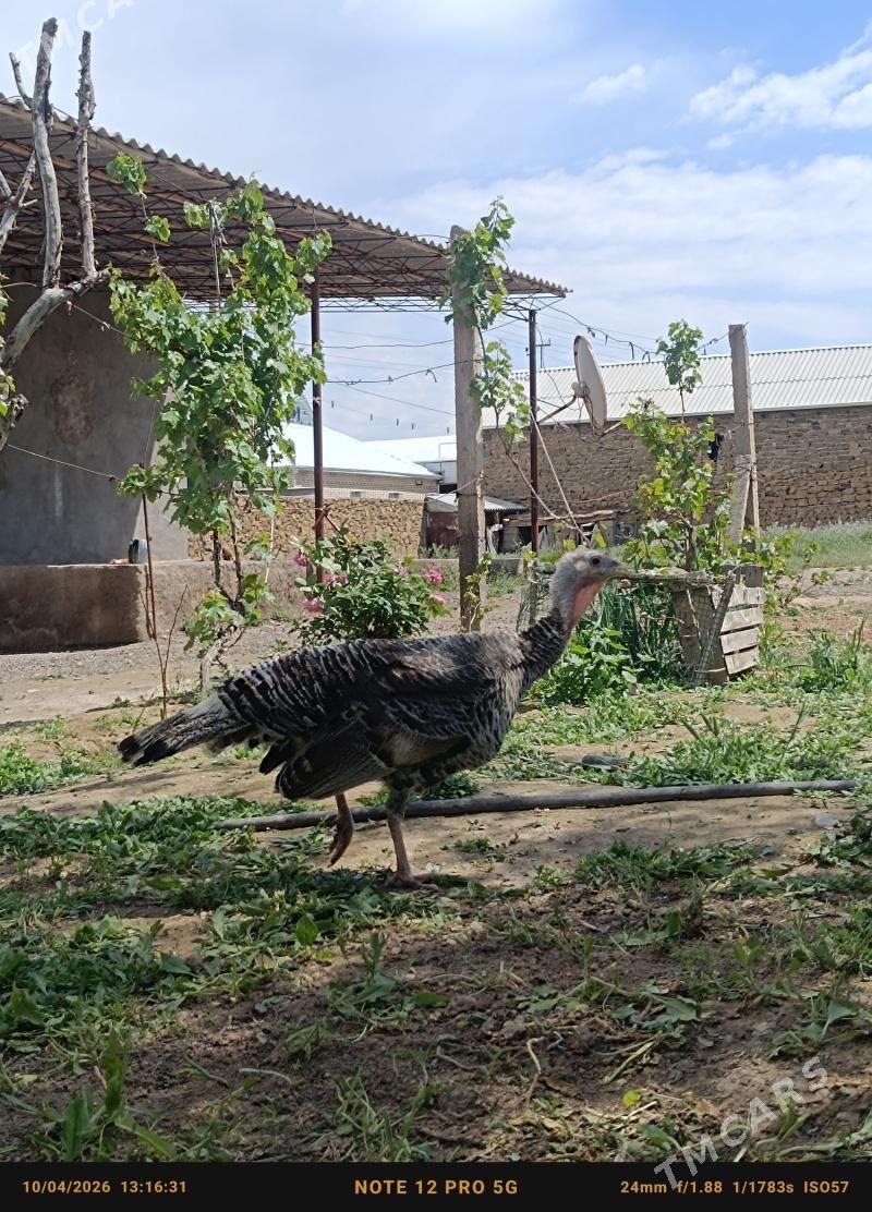 kürk unduk - Магданлы - img 1