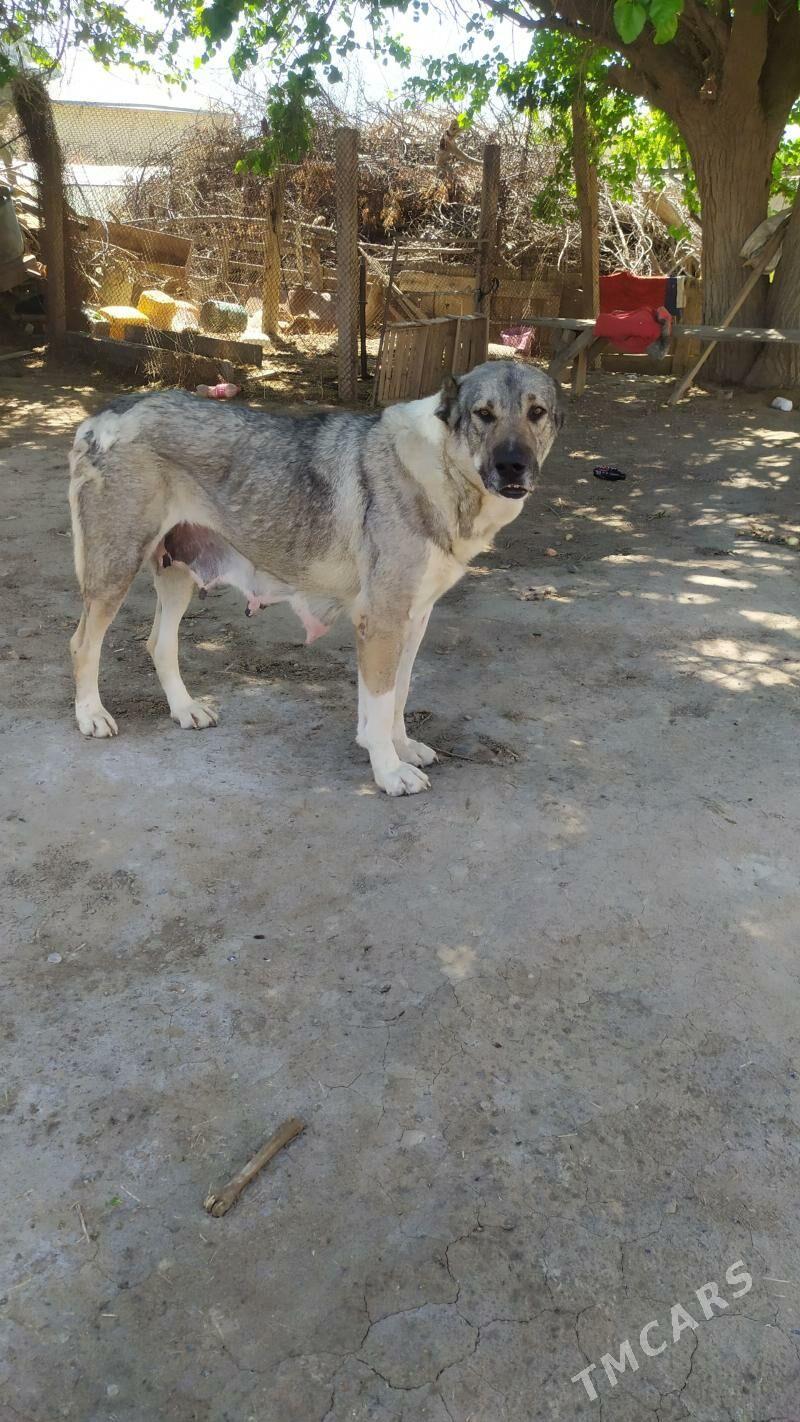 Türkmen it - Сакарчага - img 1