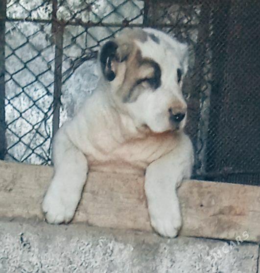 alaway - Ашхабад - img 1