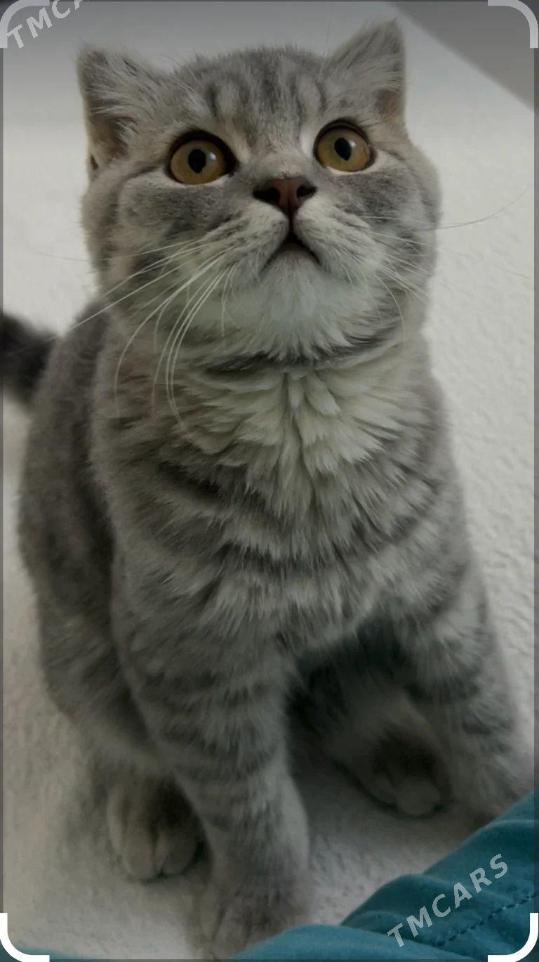 Кот pisik - Ким район - img 1