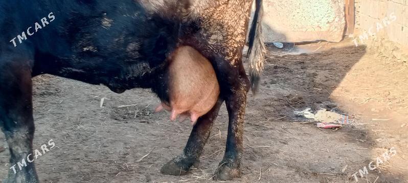 göleli sygyr - Бахарден - img 1