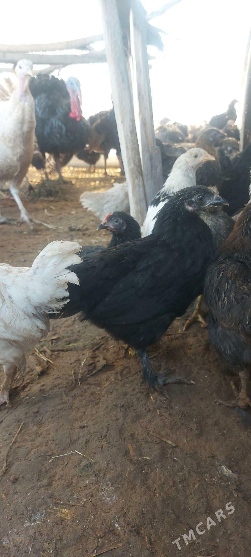 100gün bolan towuk jüýjeler - Мары - img 1