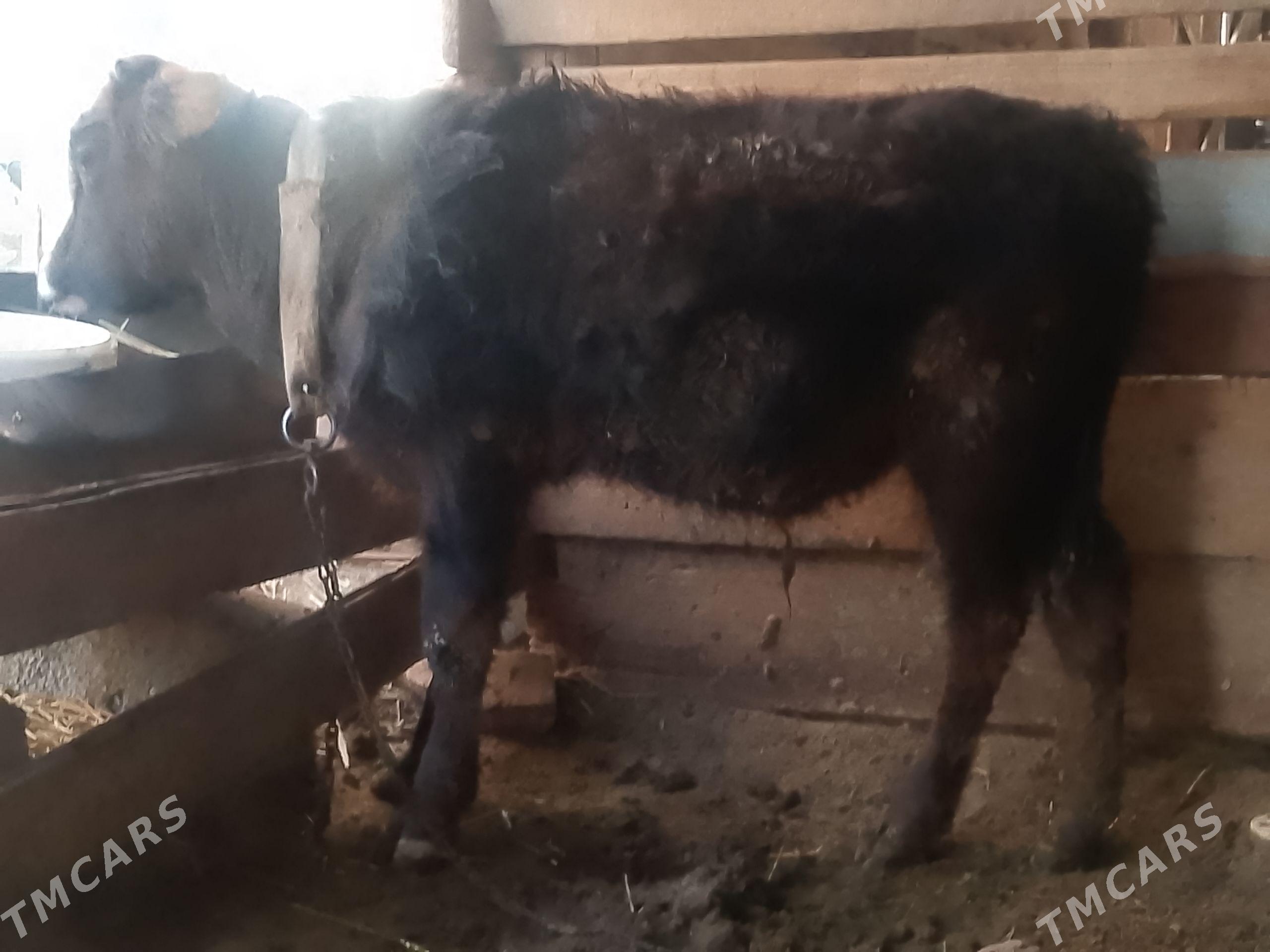 tohum öküz - Büzmeýin - img 1