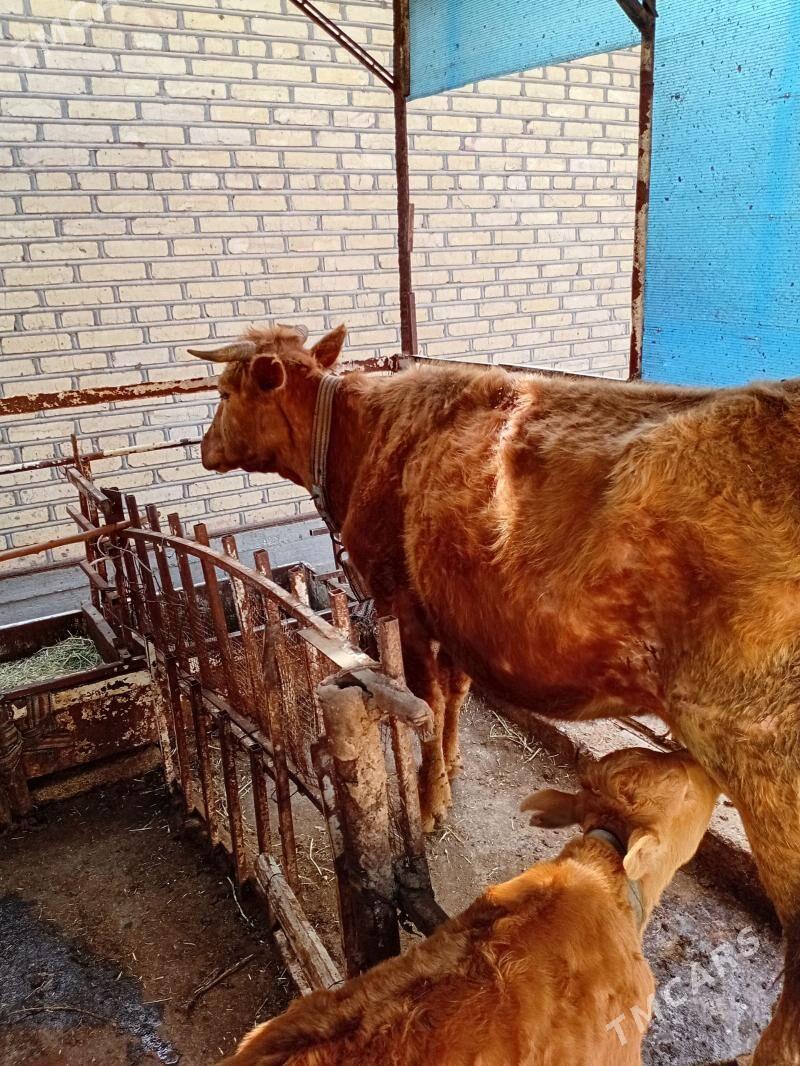 Sygyr - Теджен - img 1