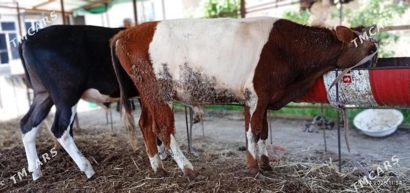 Баклык пародный окузлер - Türkmenabat - img 1