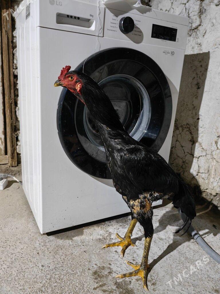 taskent - Гёкдепе - img 1