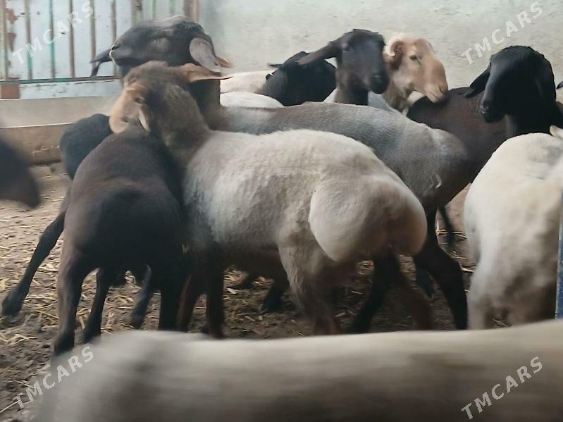 gisar - Чоганлы - img 1