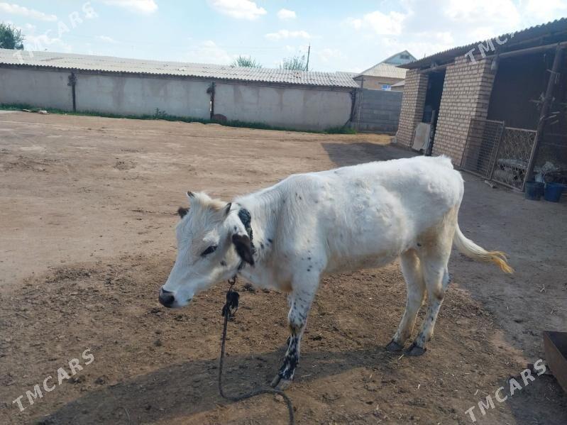 Göle - Теджен - img 1