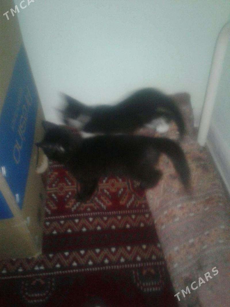 ПИШИК БОЛАСИ - Дашогуз - img 1