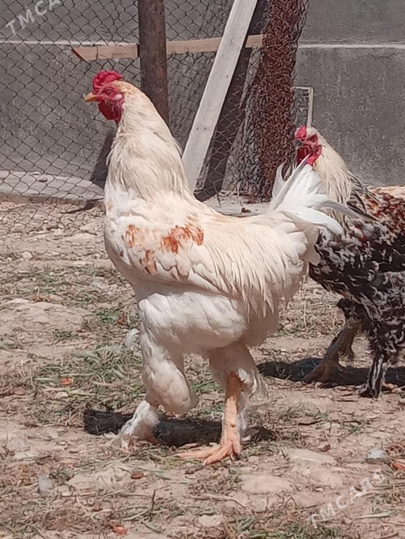 horaz - Balkanabat - img 1