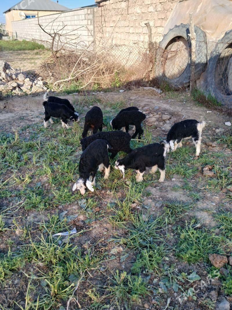 Owlaklar - Яшлык - img 1