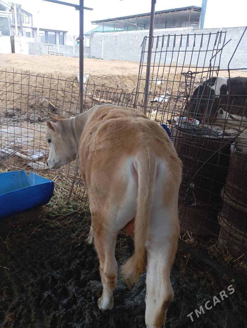 okiz - Ашхабад - img 1