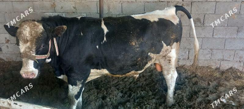 golisteyin okiz - Gökje - img 1