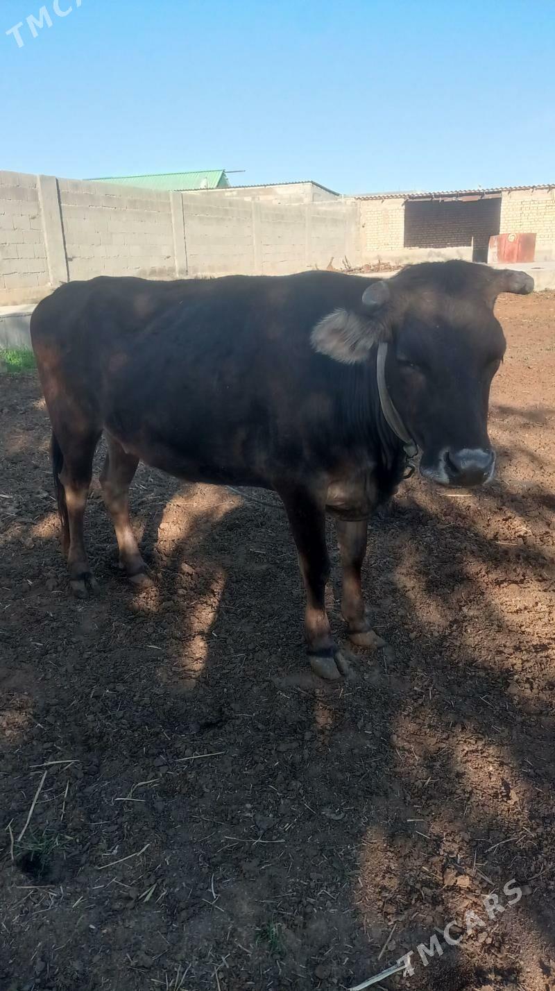 Bakylan sygyr - Kaka - img 1