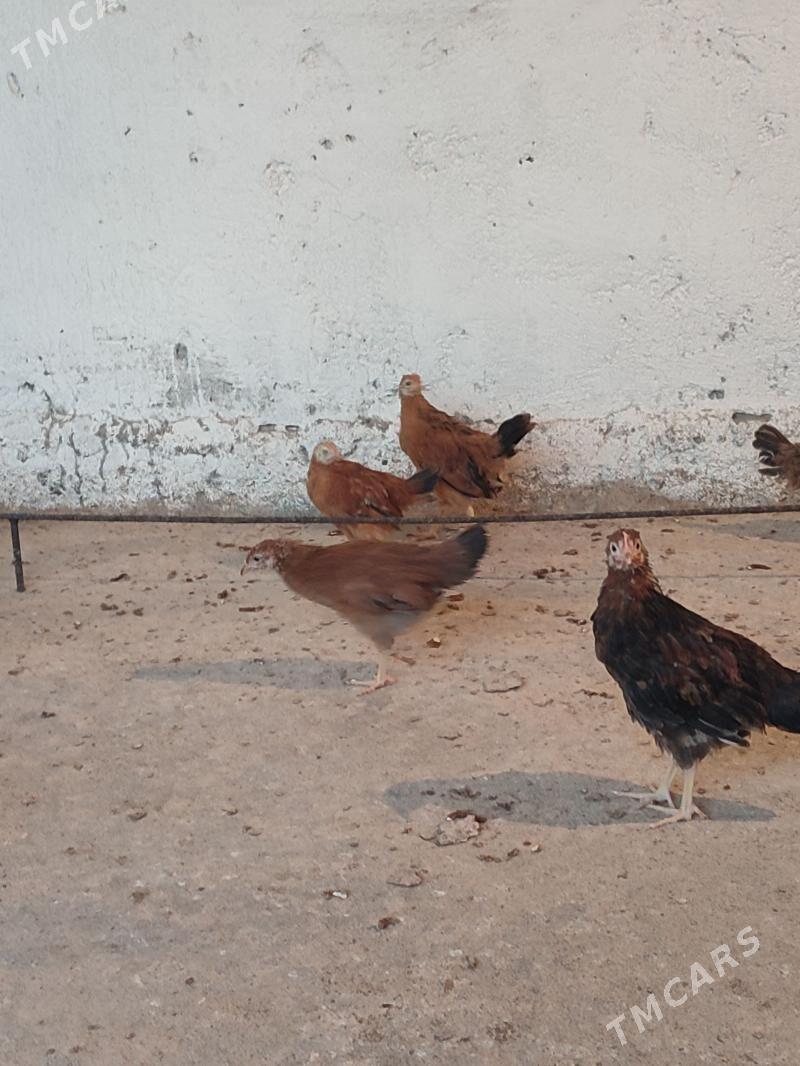 juyje - Ашхабад - img 1