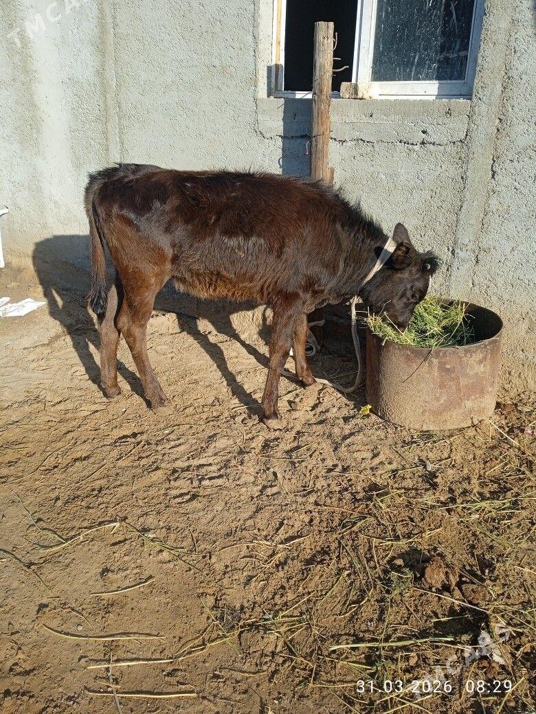 okuz - Ашхабад - img 1