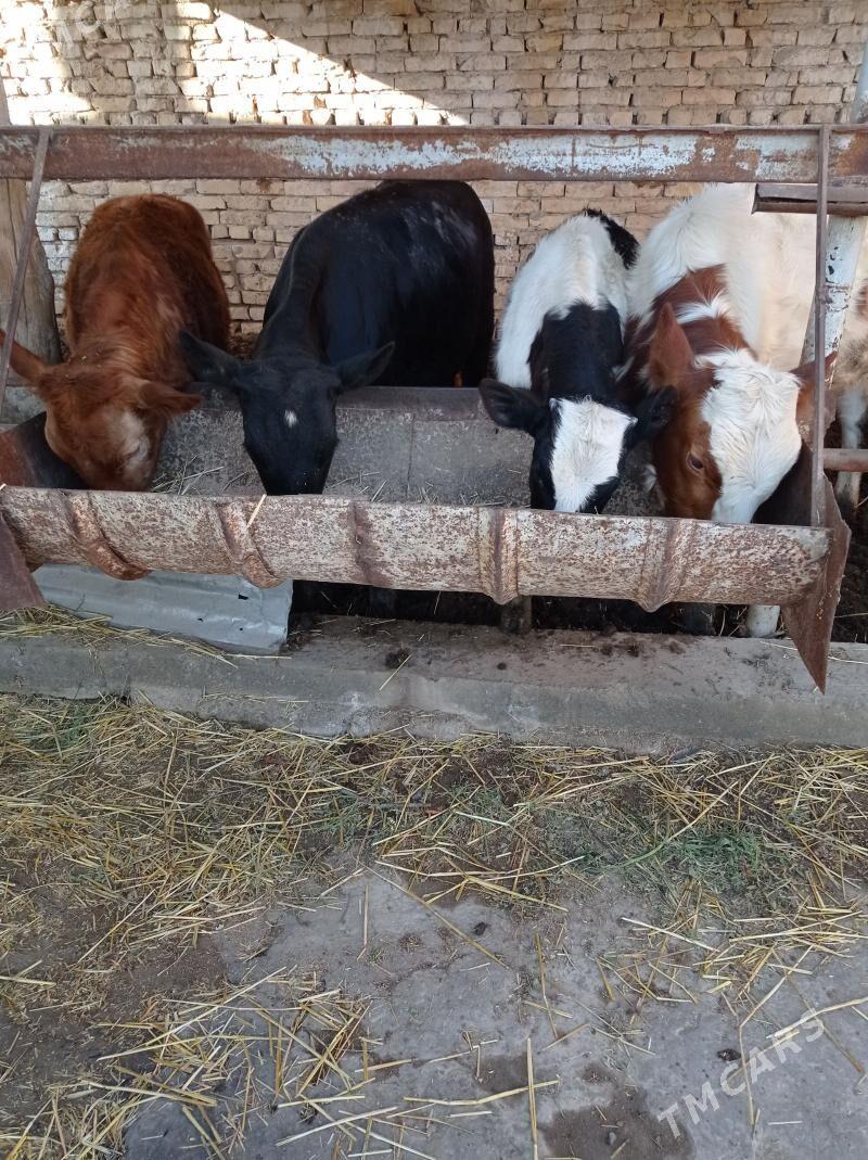 Paroda mallar - Чарджоу - img 1