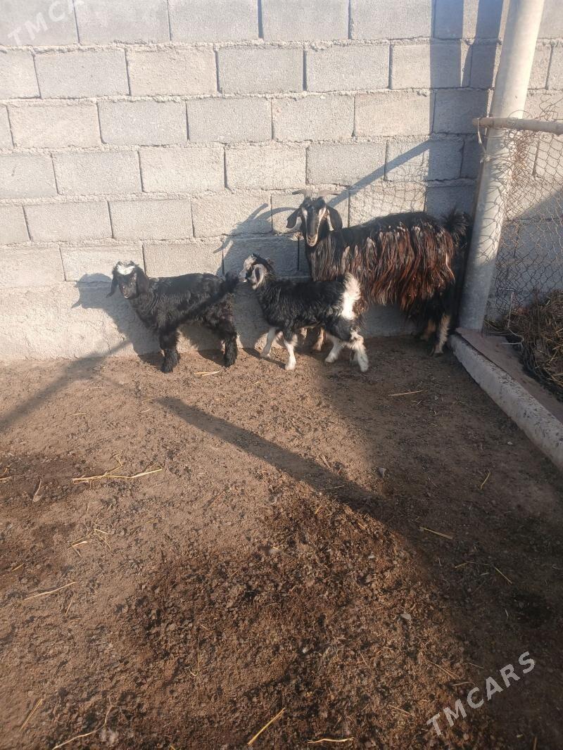 Owlakly geci - Гёкдепе - img 1