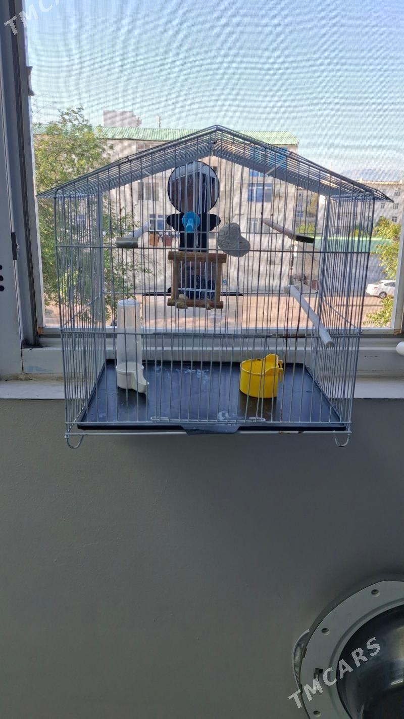 Guş ketek - Ашхабад - img 1