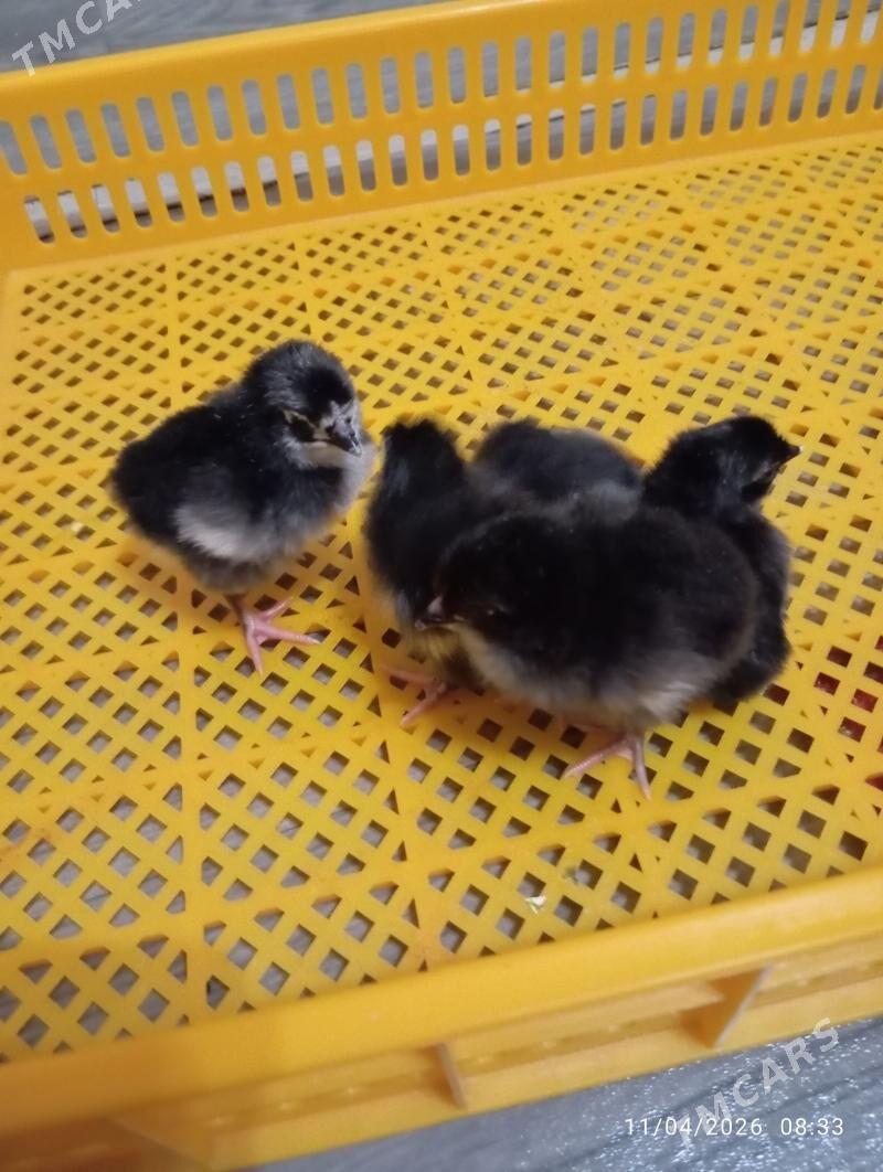 Ataks - Farap - img 1