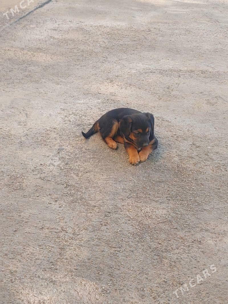 gujuk - 9 mkr - img 1