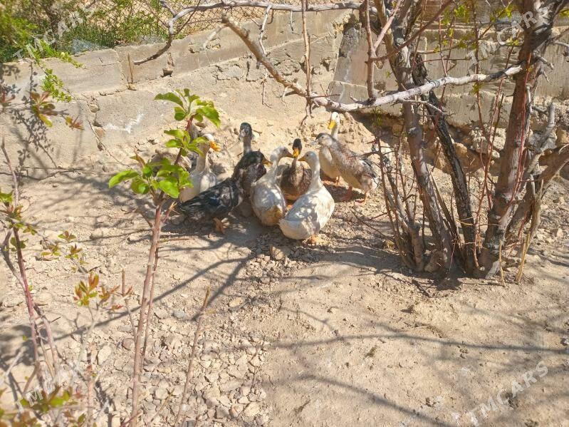 ördek - Türkmenbaşy - img 1