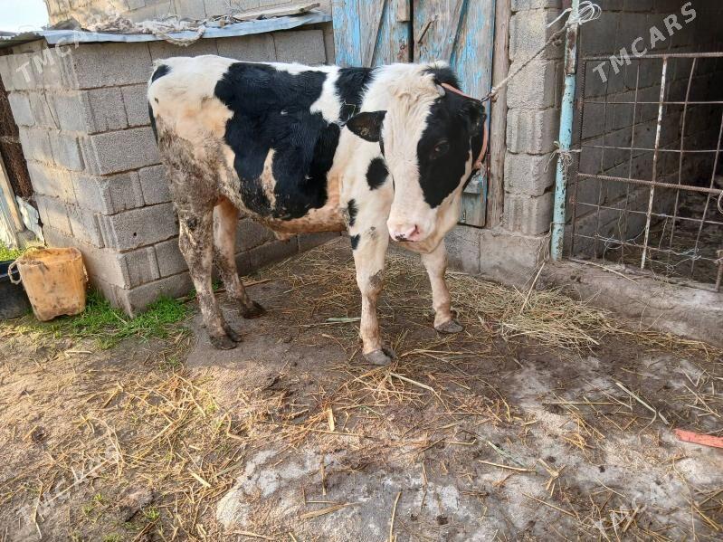 howur okuz - Ak bugdaý etraby - img 1