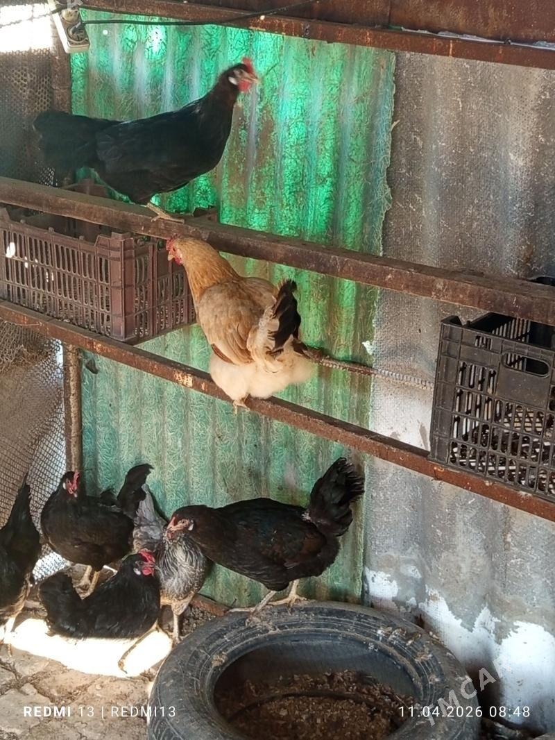 Towuk Horoz - Mary - img 1