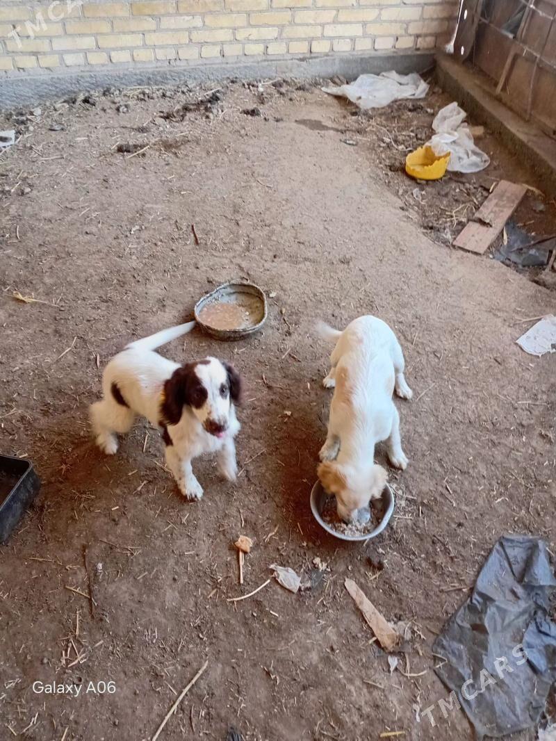 Spaniel - Dänew - img 1