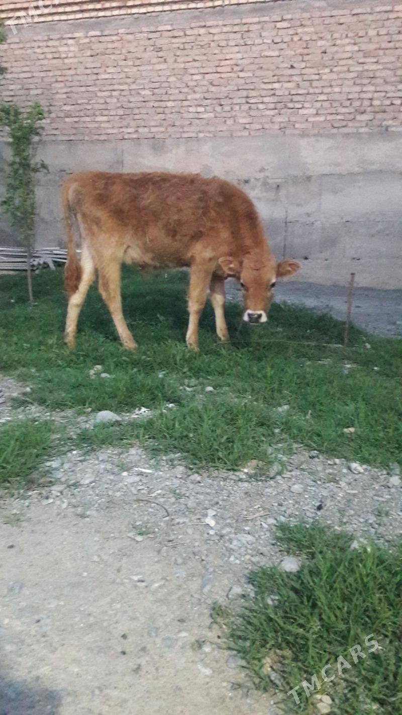 okuz - Гёкдепе - img 1