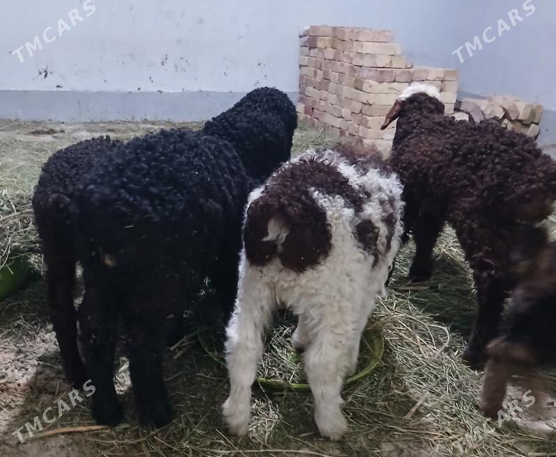 guzy owlak - Gökdepe - img 1