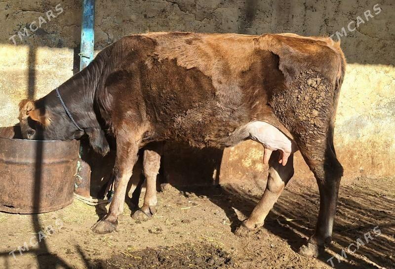 Göleli sygyr - Aşgabat - img 1