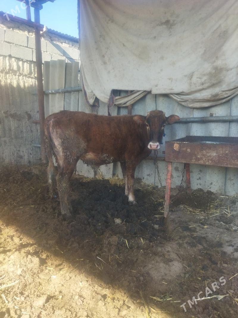 ökuz - Ак-Бугдайский этрап - img 1