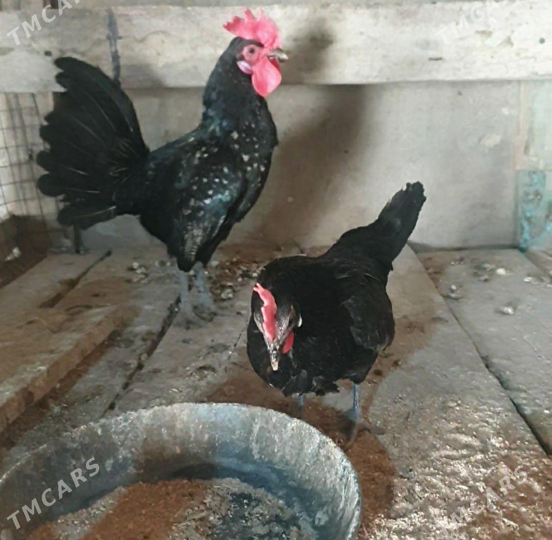 karlik - Теджен - img 1