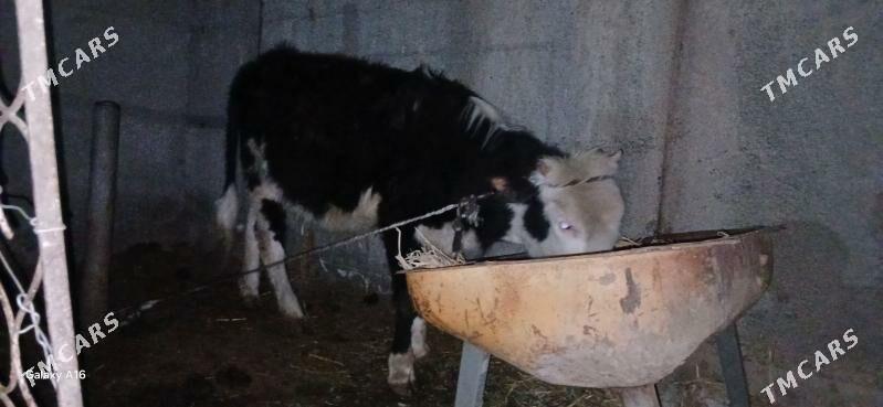 tuwe - Aşgabat - img 1