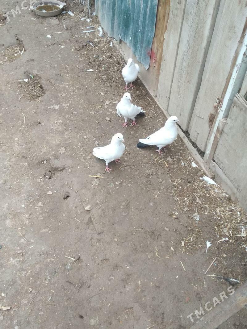 kepter - Türkmenabat - img 1