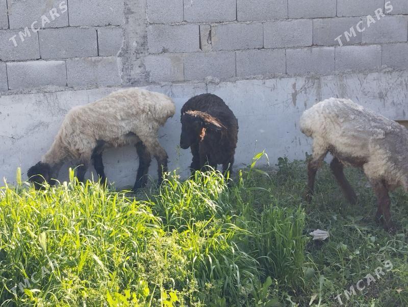 isek - Gökdepe - img 1