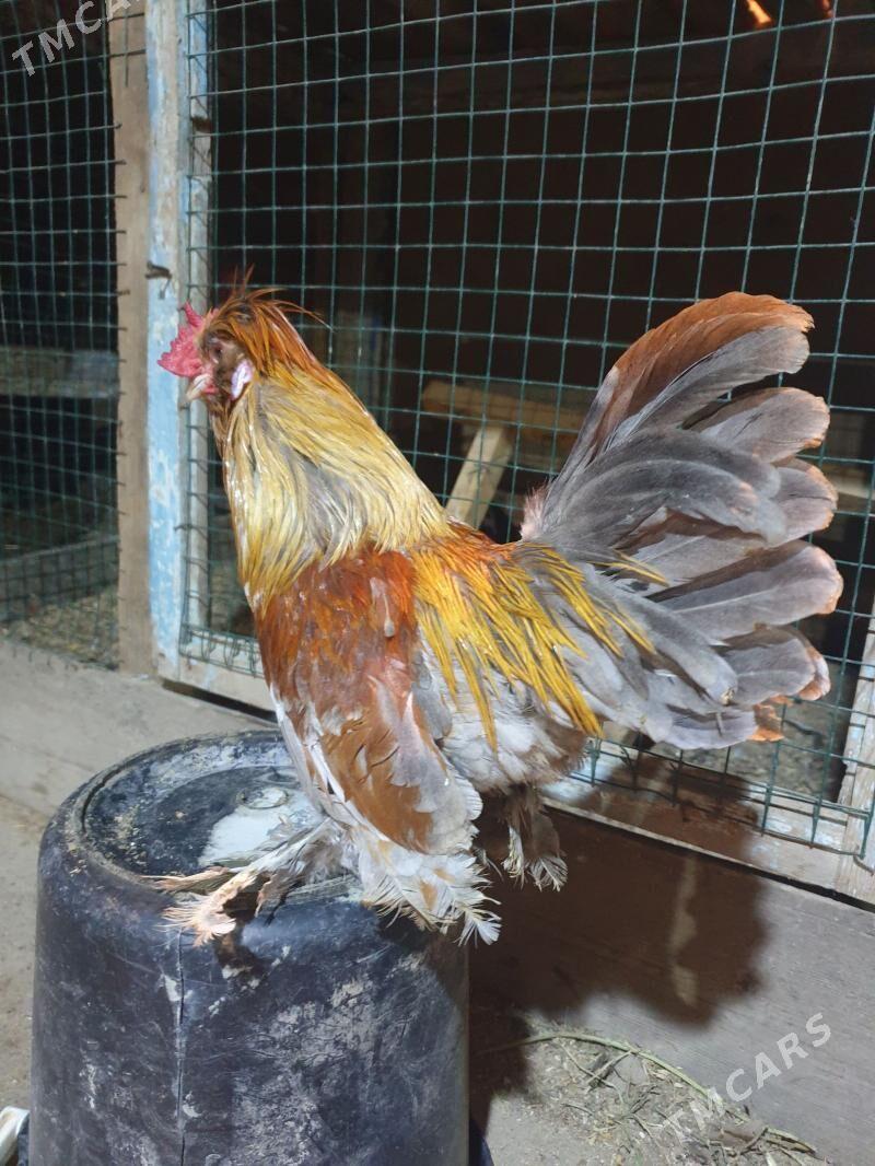 karlik - Теджен - img 1