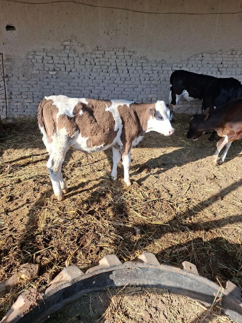 okuzce tuwe gibrit - Garabekewül - img 1