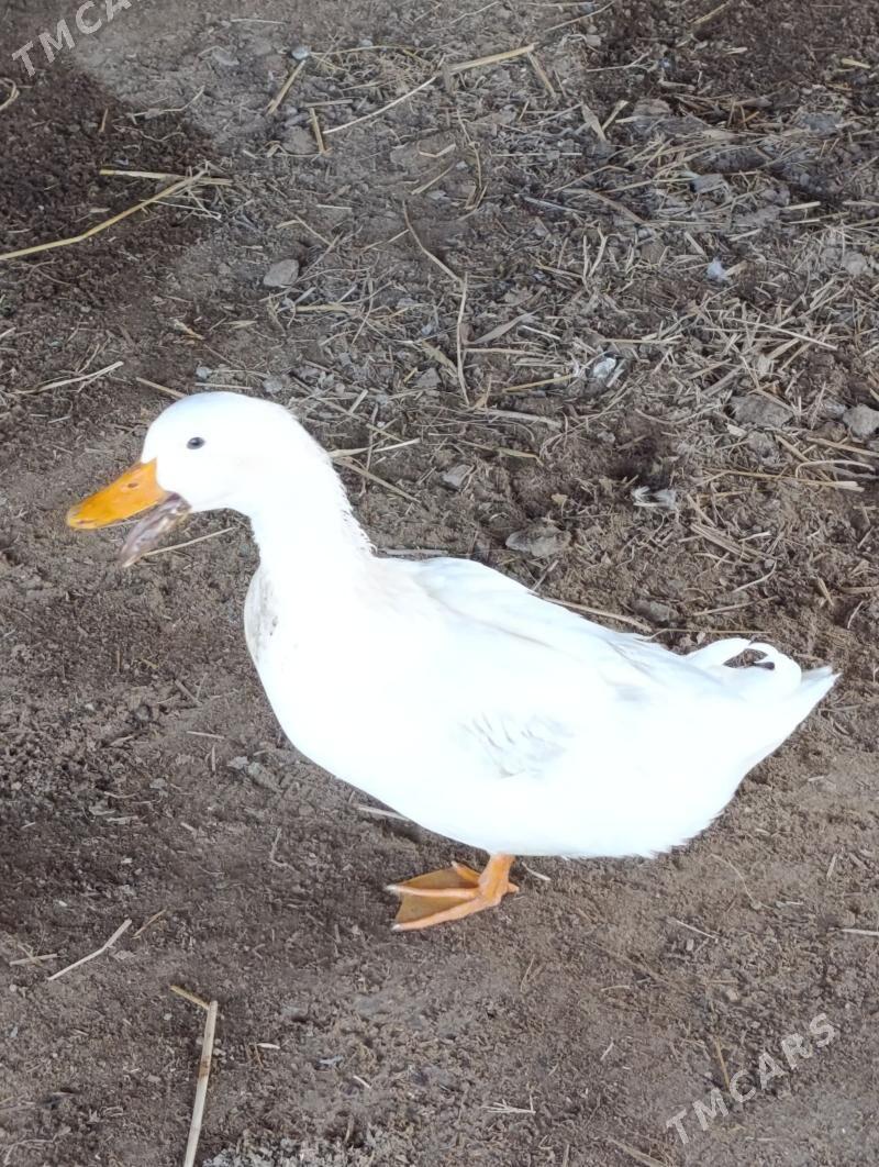 ak erkek - Туркменабат - img 1