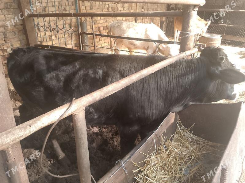 tohum öküz - Ашхабад - img 1