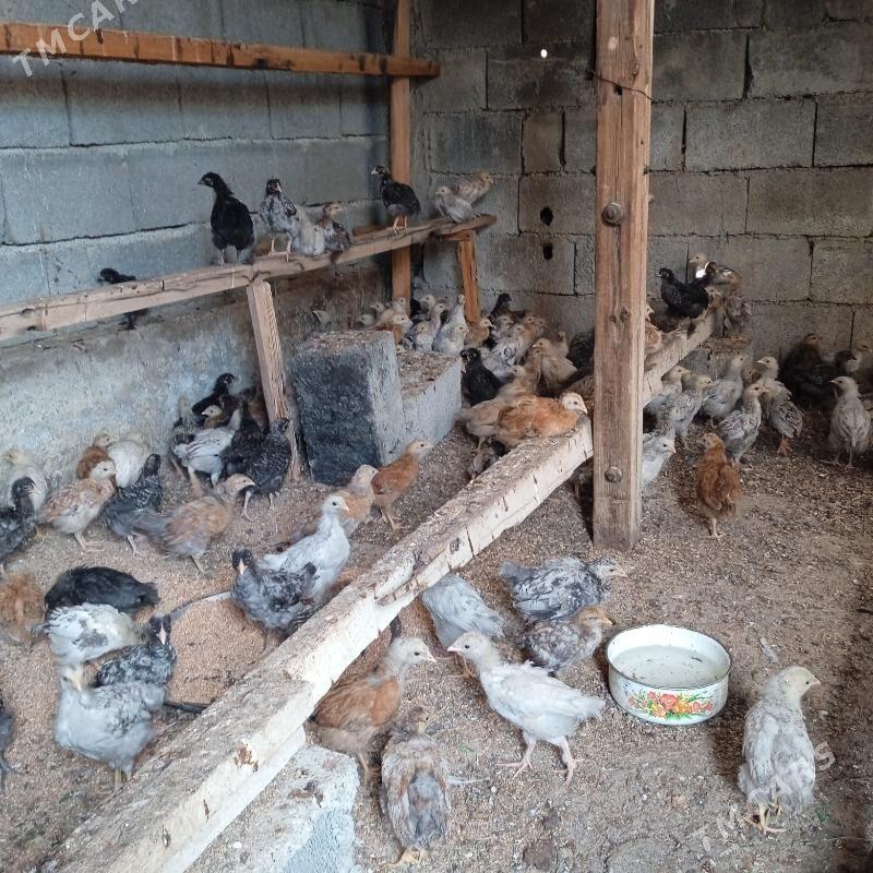 juyje - Bäherden - img 1