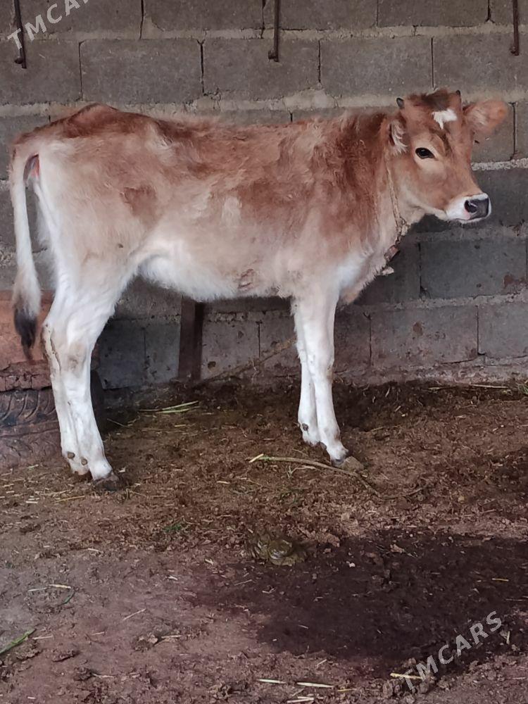 şwes tüwe - Бахарден - img 1