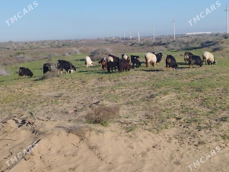 owlakly geçi cewis guzly goyun - Ак-Бугдайский этрап - img 1