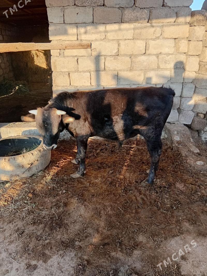 Öküz 1 ýaş 3 aý sygy - Ak bugdaý etraby - img 1