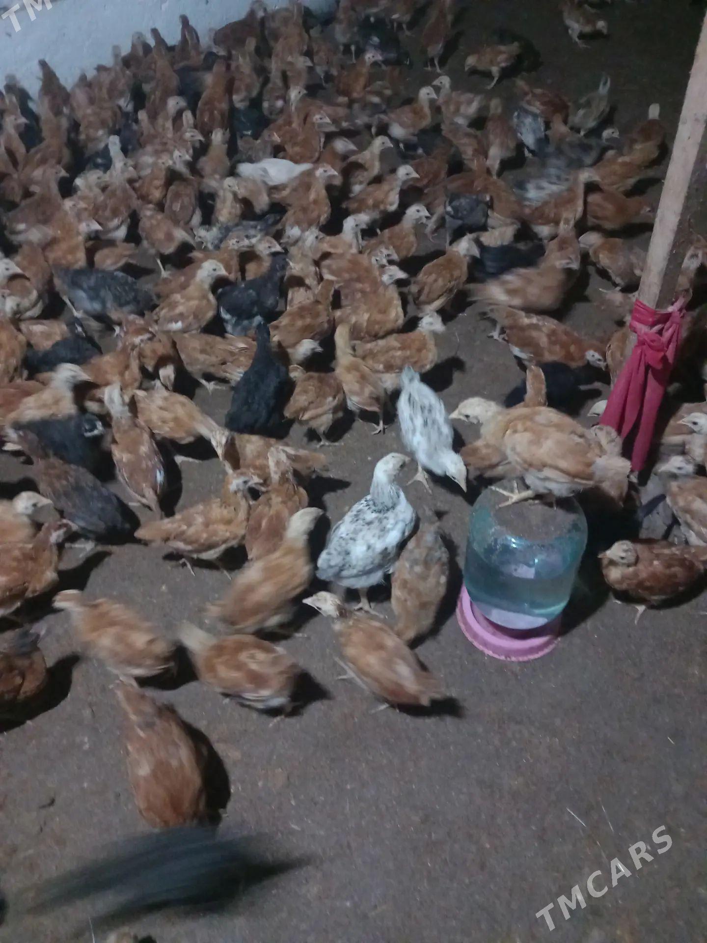 juje - Şabat etr. - img 1