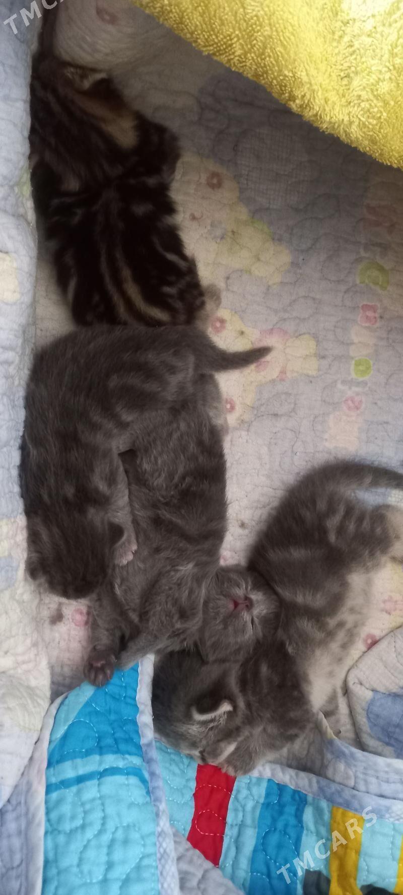 котята pisik - Howdan "W" - img 1