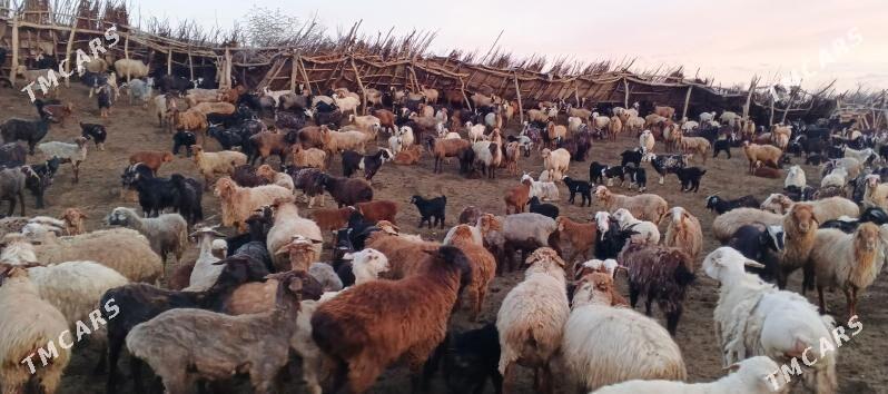 Guzuly goyun, erkec, geci - Magtymguly - img 1