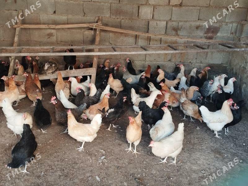 towuk - Aşgabat - img 1