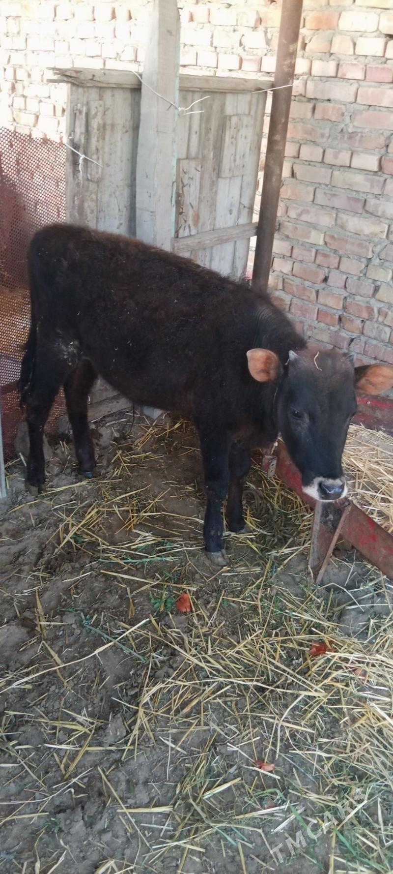 okuz - Бахарден - img 1